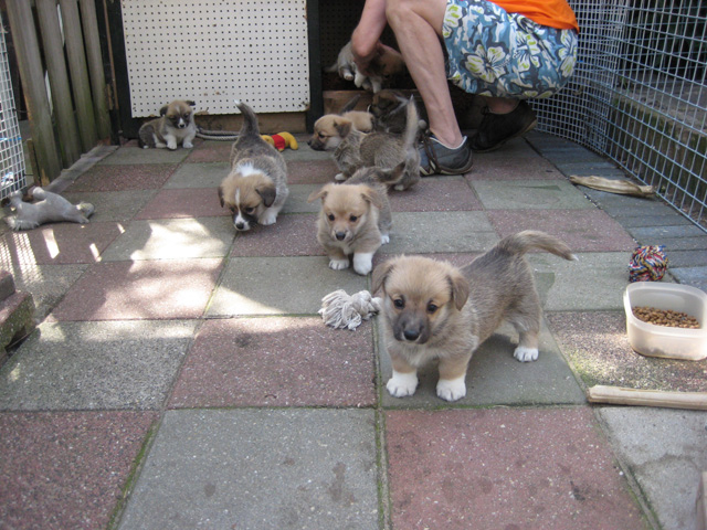 pup